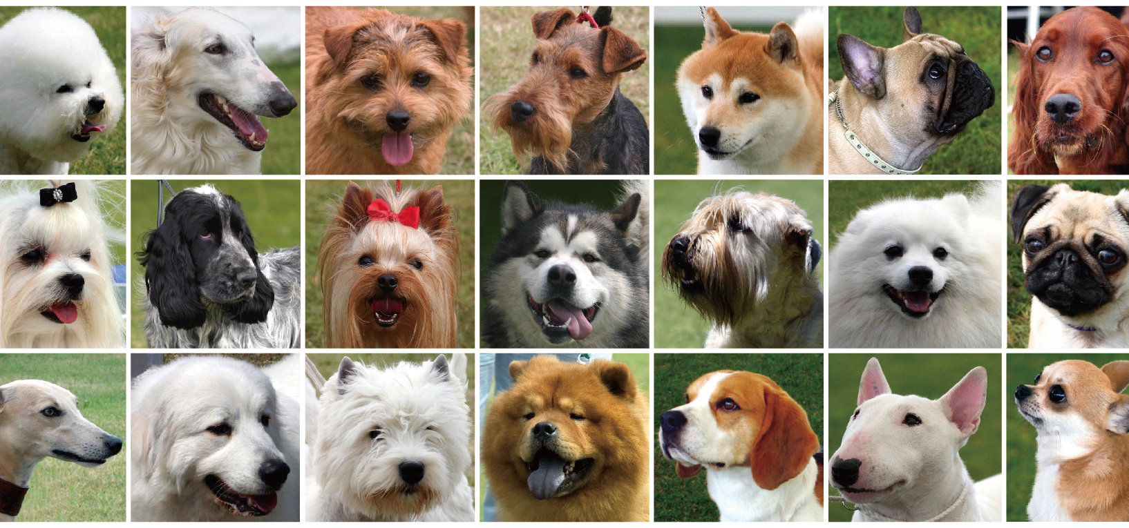 一般社団法人 日本ペット技能検定協会 – JAPAN PET LICENSE ASSOCIATION